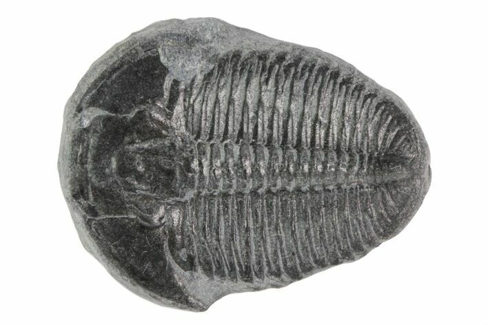 Elrathia Trilobite Fossil - Utah #78979